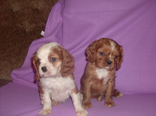 Cavalier king charles